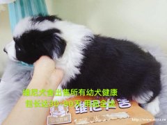 邊境牧羊犬 公 2個月零8天 寵物級