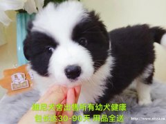 邊境牧羊犬 公 2個月零8天 寵物級
