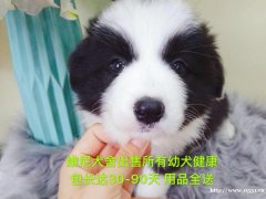 邊境牧羊犬 公 2個月零8天 寵物級