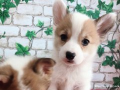 柯基犬 1公1母 2個(gè)月零7天 寵物級(jí)