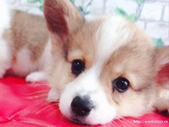柯基犬 1公1母 2個(gè)月零7天 寵物級(jí)