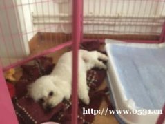 小可愛免費的贈送