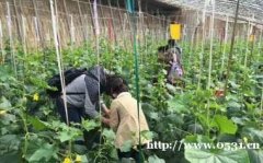 草莓、各種蔬菜采摘、農家樂一站式服務