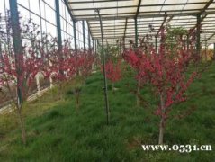 采摘各種綠色有機蔬菜，住舒適賓館，休閑旅游的好地方