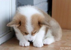濟南正規犬舍一黃白柯基犬一三色柯基犬一包養活送用品
