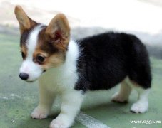 濟南正規犬舍一黃白柯基犬一三色柯基犬一包養活送用品
